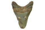 Fossil Megalodon Tooth - North Carolina #338531-1